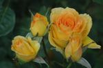 Lemon Lexie rose photo