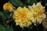 Lemon Lexie rose photo