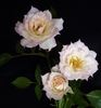 Love Me rose photo