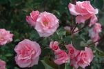 Springshow rose photo