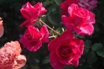 Sweet Sarah rose photo