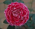 The Lifeline Rose rose photo