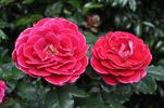The Lifeline Rose rose photo