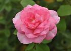 Vanessa's Gift rose photo