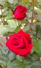 New Yorker rose photo