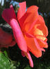 Shades of Autumn rose photo