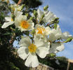 <i>Rosa tunquinensis</i> Crépin rose photo