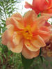 Nella Fantasia rose photo