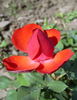 Bad Wörishofen rose photo