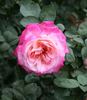 Rhiannon rose photo