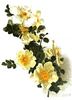 Hispida rose photo