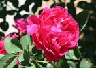 Raspberry Rapper rose photo