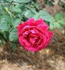Raspberry Rapper rose photo