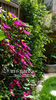Rebecca clematis photo