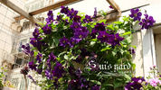 Viola clematis photo
