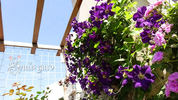 Viola clematis photo