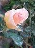 Lady Sylvia rose photo