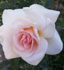 Lady Sylvia rose photo