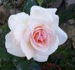 Lady Sylvia rose photo