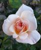 Lady Sylvia rose photo