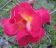 Réveil Dijonnais rose photo