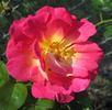 Réveil Dijonnais rose photo