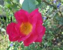 Réveil Dijonnais rose photo