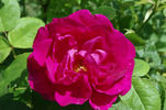 Beauté de Versailles rose photo