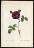 Dupuytren rose photo