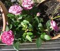 Lamy™ rose photo