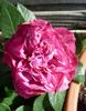 Lamy™ rose photo