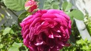 Huntington Brocade rose photo