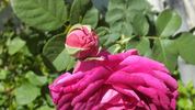 Huntington Brocade rose photo