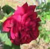 Ards Rover rose photo