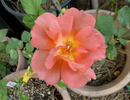 Edith Holden rose photo