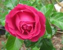 Mercedes Gallart rose photo