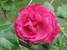 Mercedes Gallart rose photo