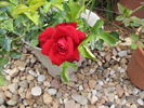 Cooper rose photo