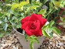 Cooper rose photo