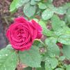 Ards Rover rose photo