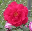 Christopher Stone, Cl., rose photo