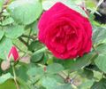 Ards Rover rose photo