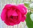 Mercedes Gallart rose photo
