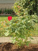 Emily Carr rose photo