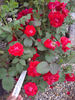 Nicolas rose photo