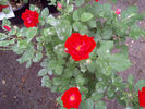 Nicolas rose photo
