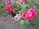 Prairie Celebration rose photo