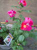 Prairie Celebration rose photo