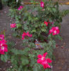 Prairie Celebration rose photo