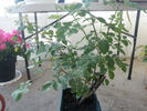 Prairie Princess rose photo